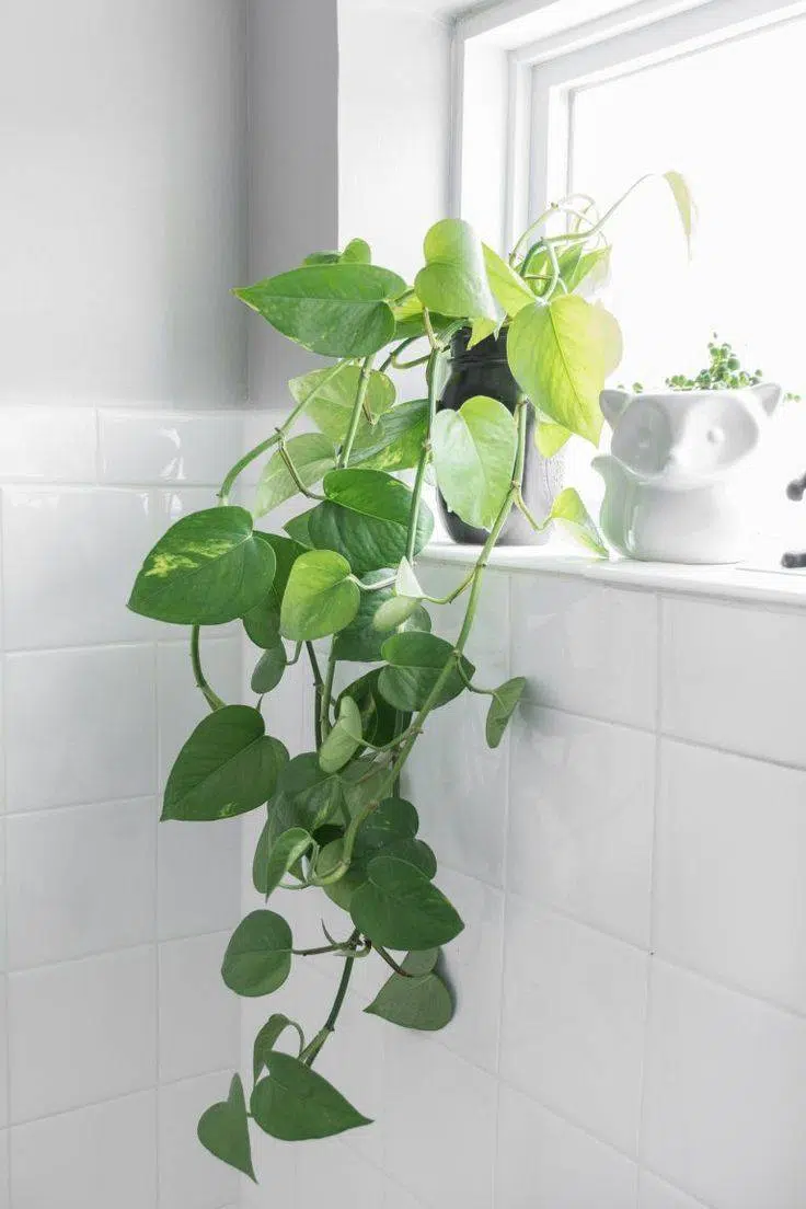 Potus: Una planta Flexible para baño