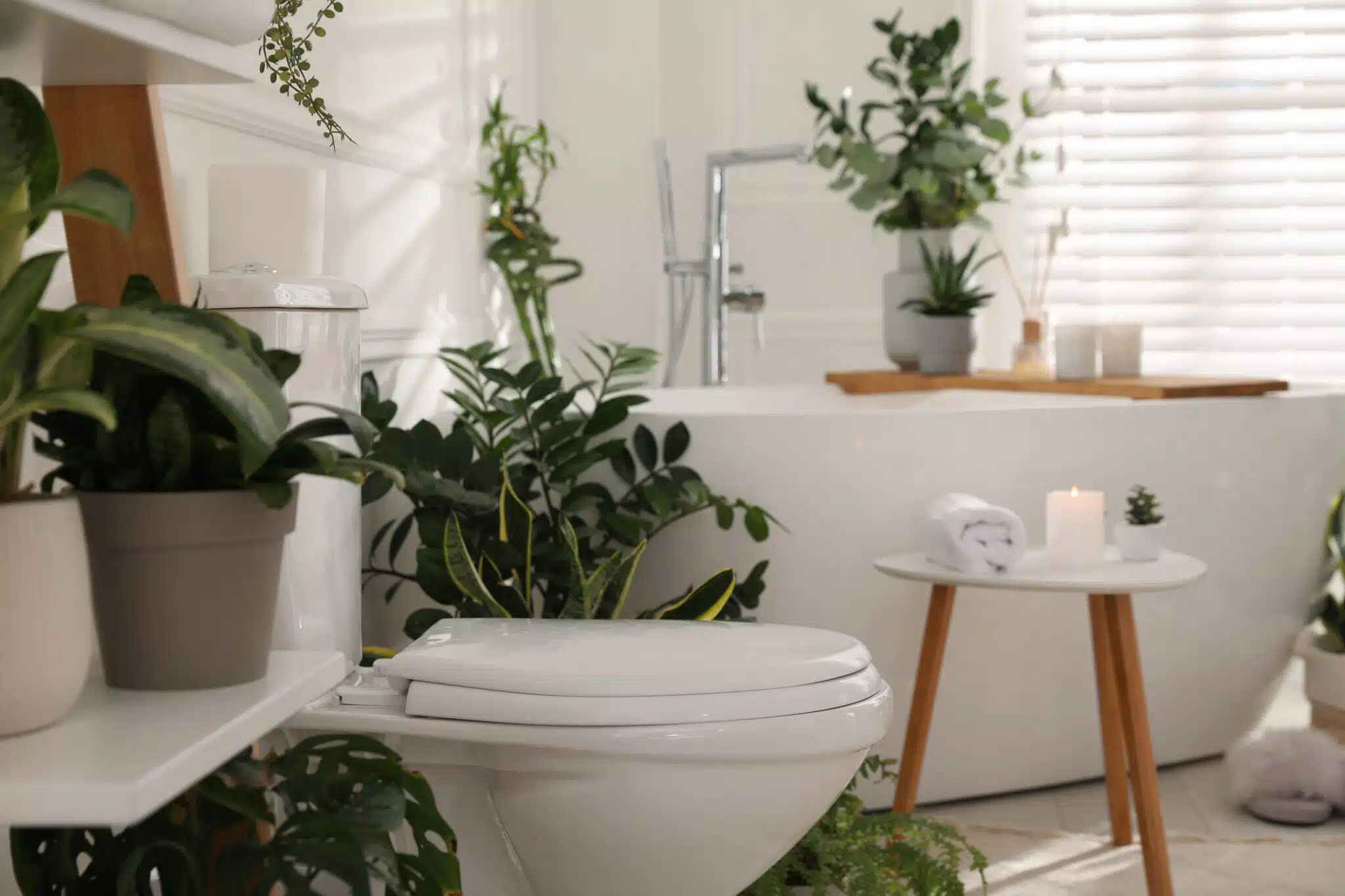 Cuáles son Las plantas ideales para tu baño
