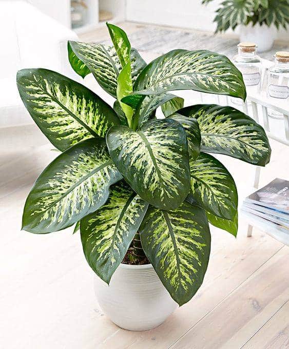 Planta para baño Dieffenbachia