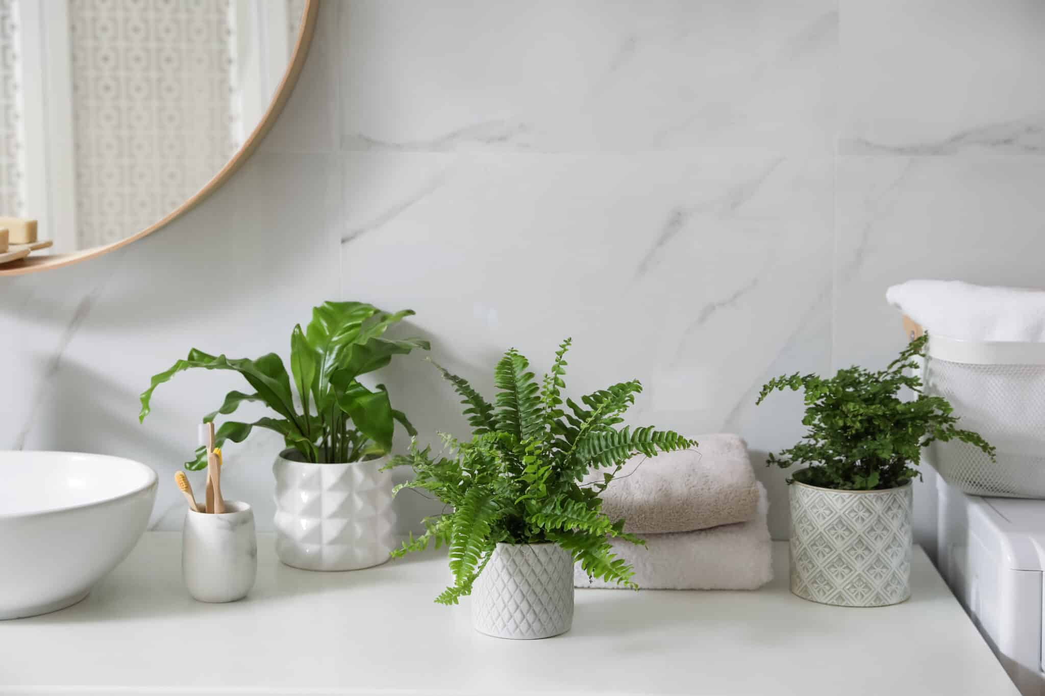 Plantas para el baño